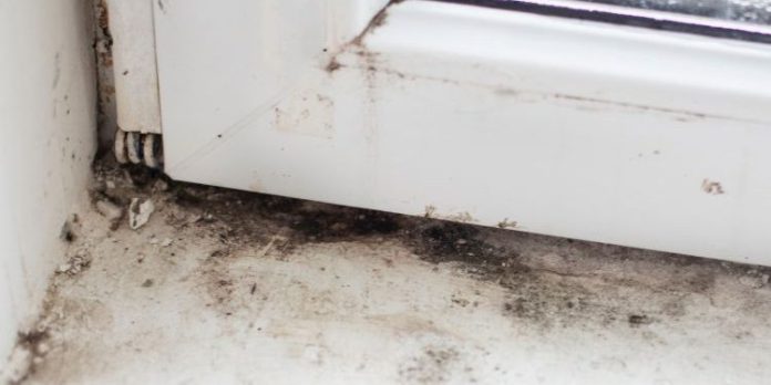 Mold Inspection Tarpon Springs